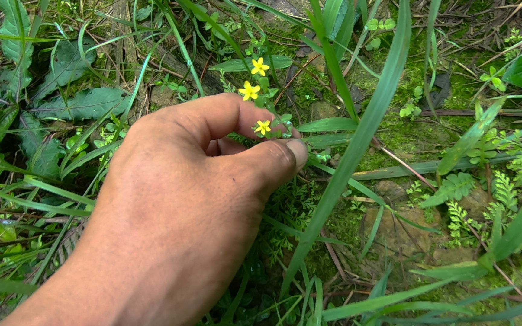 山上这种田基黄,识货的都知道它是好东西,叶子细个头小哔哩哔哩bilibili