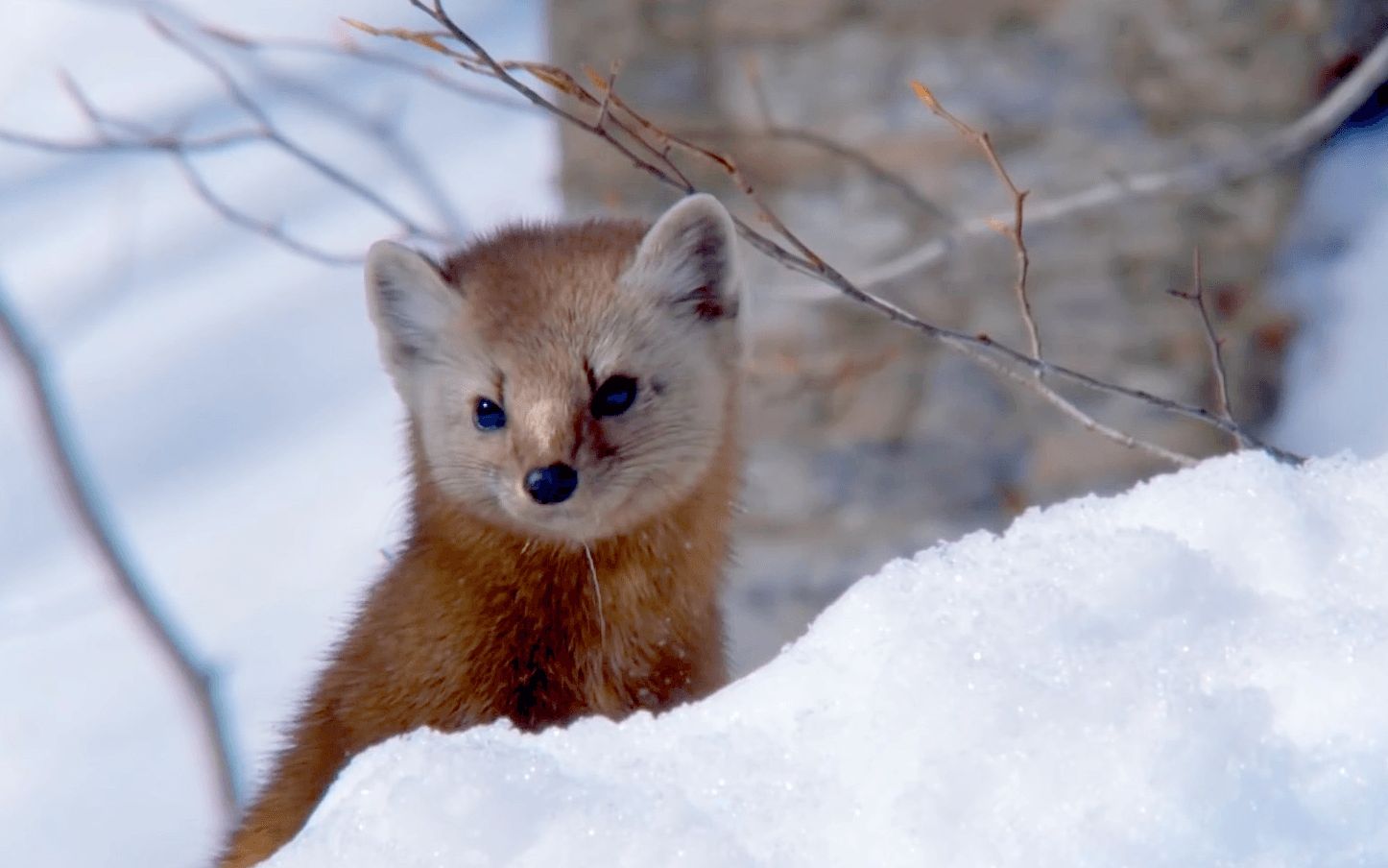 (英语)傻貂抓鼠日常,鼠鼠在你屁股后面好嘛_哔哩哔哩_bilibili