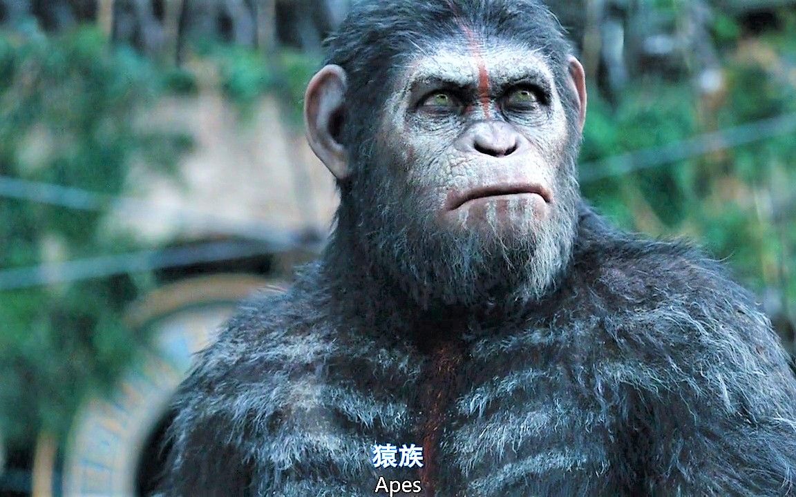 一个"不"字带来的战争 2 ( 猿族内战)