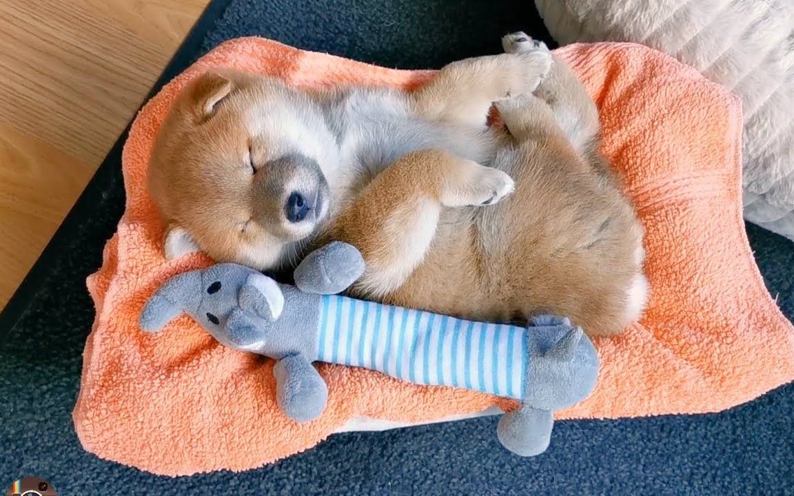 活动  小柴犬和柴妈窝在床上呼呼大睡,睡姿萌爆了