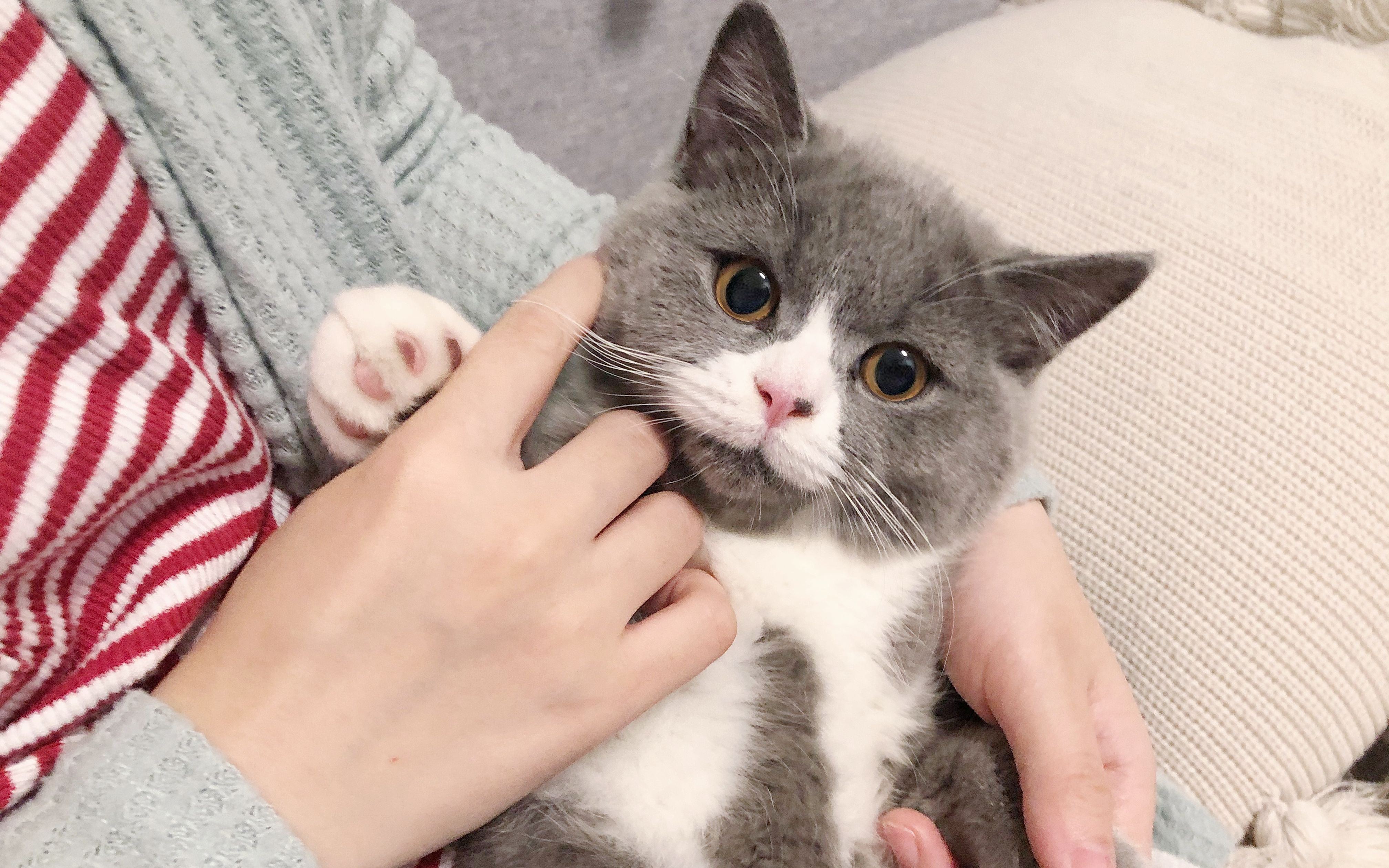 猫咪每天都神秘失踪几小时,主人查看监控才发现猫咪的秘密!哔哩哔哩bilibili