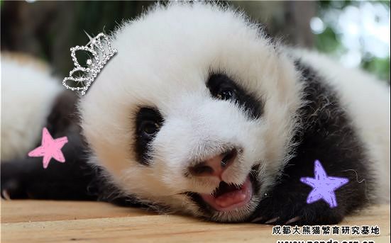 大熊猫福来泡澡记参见公主殿下