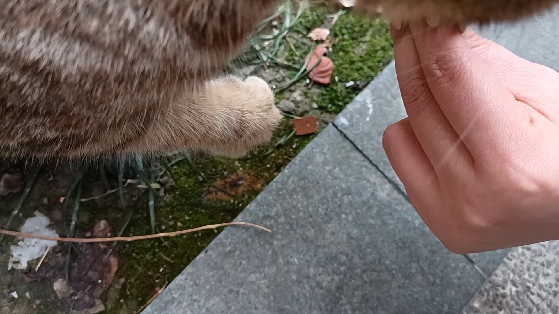 狸花猫之开花爪