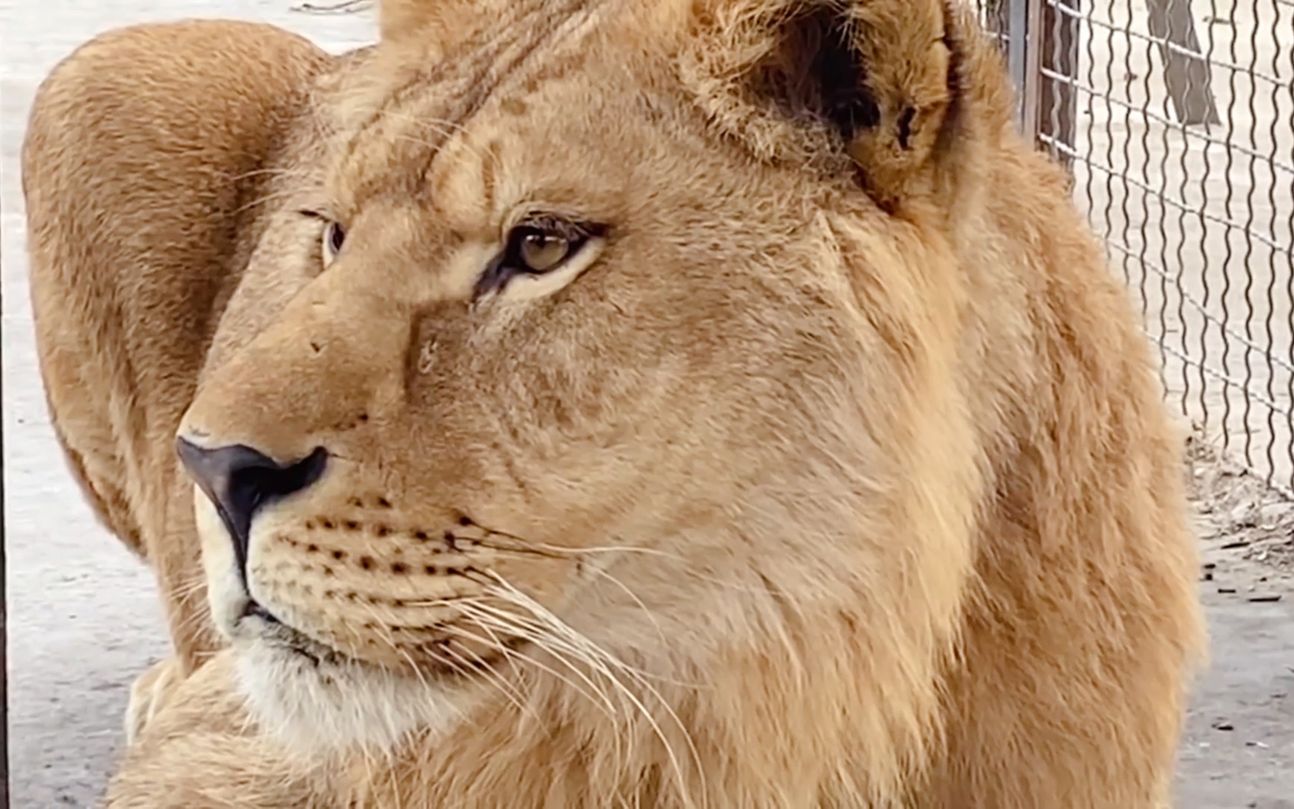 狮王奇克的孩子有什么特点