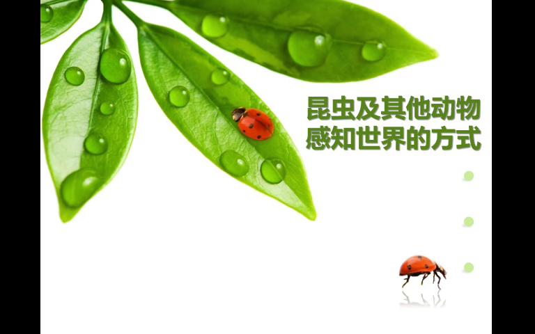 昆虫及其他动物感知世界的方式哔哩哔哩bilibili