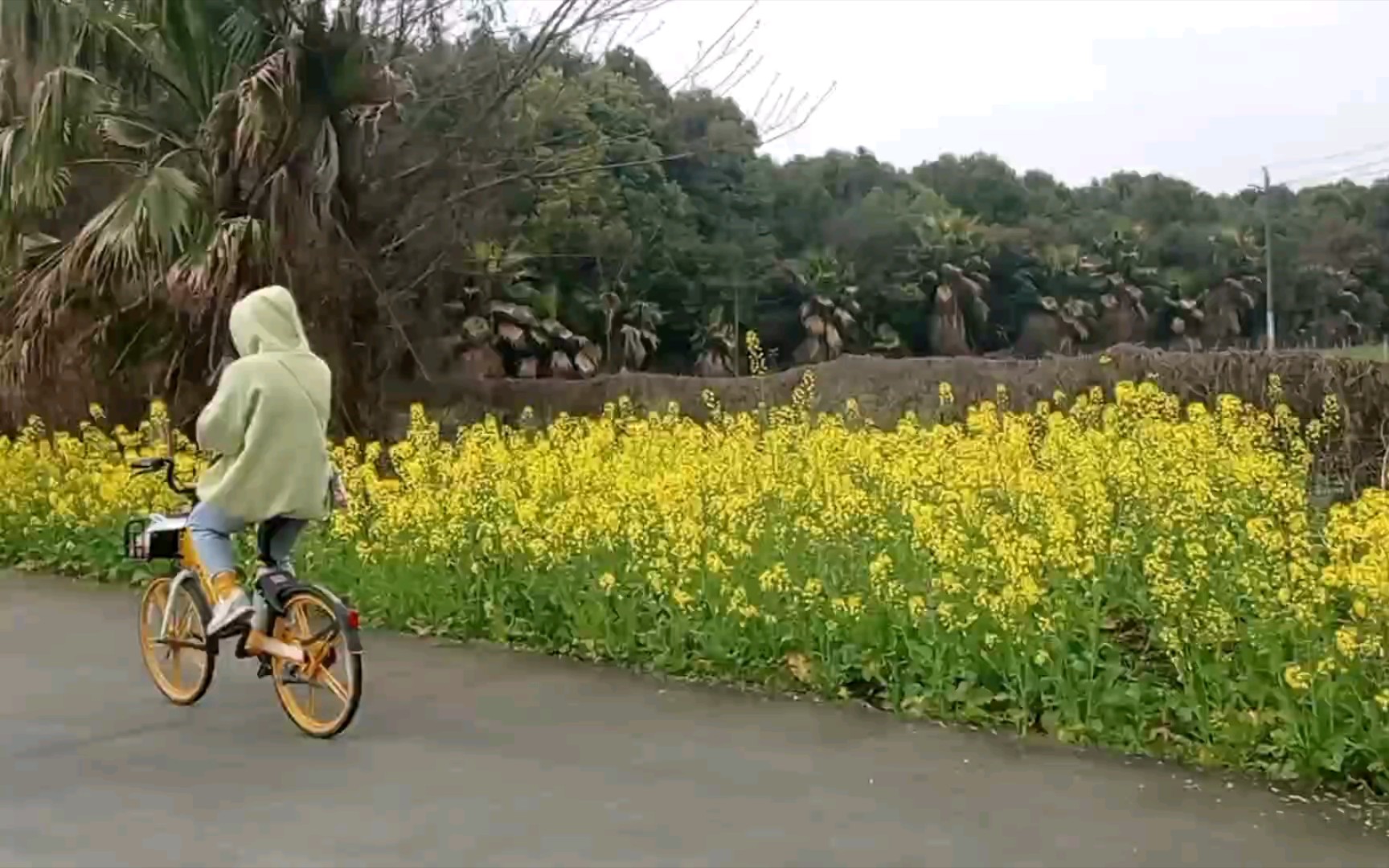 [图]【踏青】 陌上花开，可缓缓归矣 | 寻芳陌上花如锦，折得东风第一枝 | 若待上林花似锦，出门俱是看花人 | 草绿花红展绣衾，菜畦一色漾黄金。