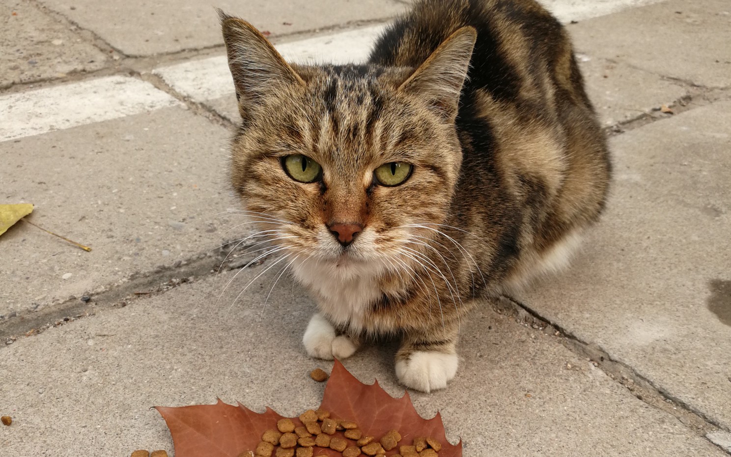 【狸花猫】原来大白二白是临清狮猫,也叫山东狮猫,胆子小,还是狸花猫