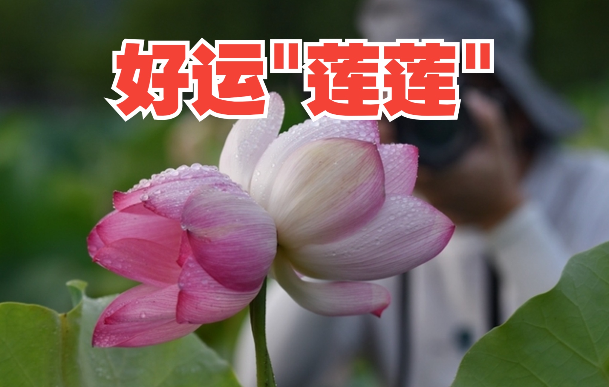 [图]【浙江武义一荷塘出现200株并蒂莲】愿花开并蒂 好运“莲莲”