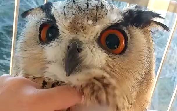 一只可以被rua咕咕毛的西伯利亚咕咕bird