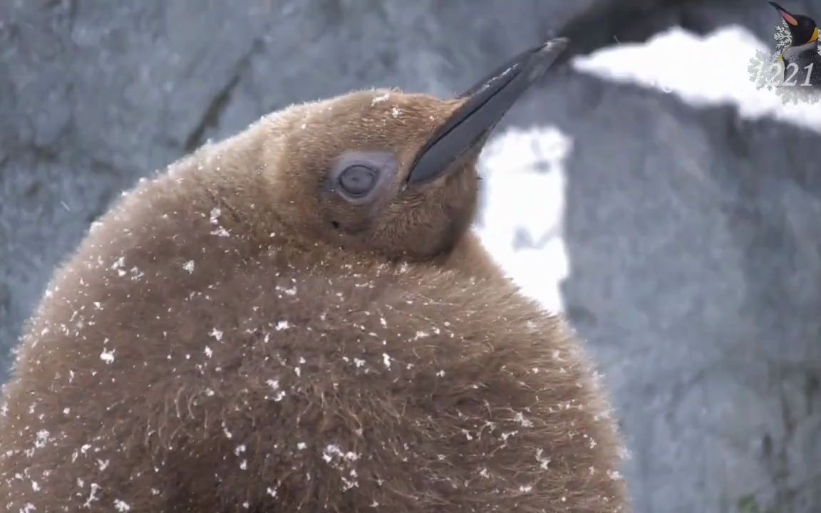 动物园里的国王企鹅和国王企鹅幼崽