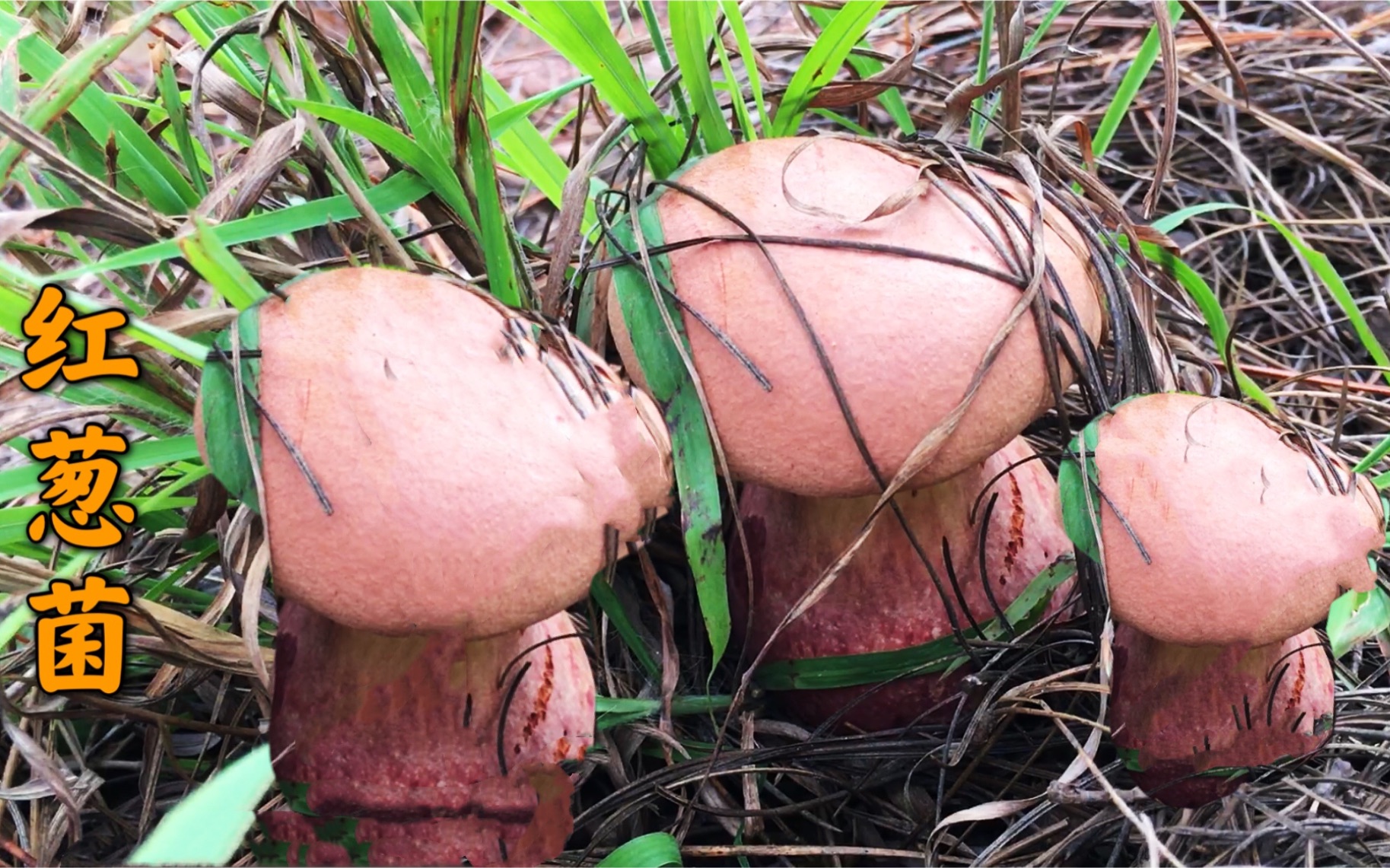 活动  虽说山里野生菌少了,但小伙独自进山还是收获不错,红葱菌真漂亮