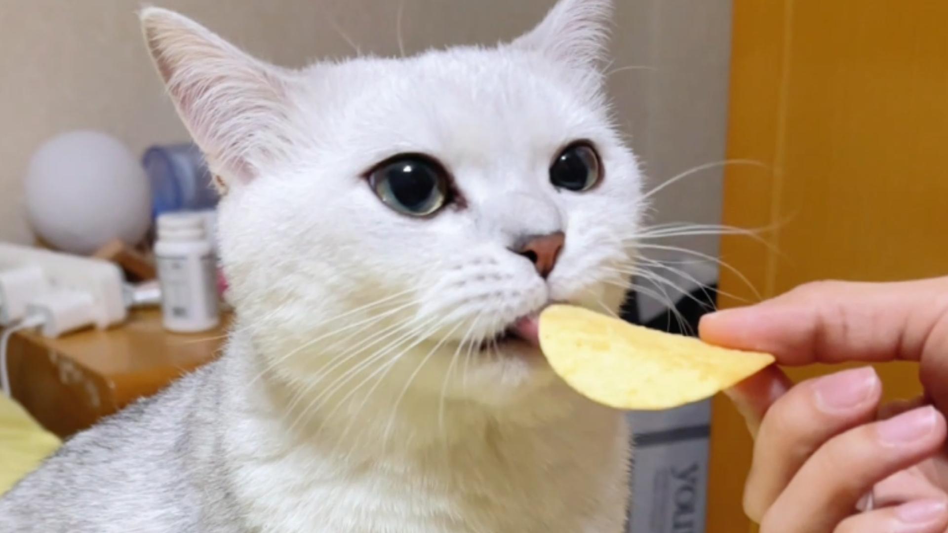 出去问问!谁家正经小猫吃薯片呀!