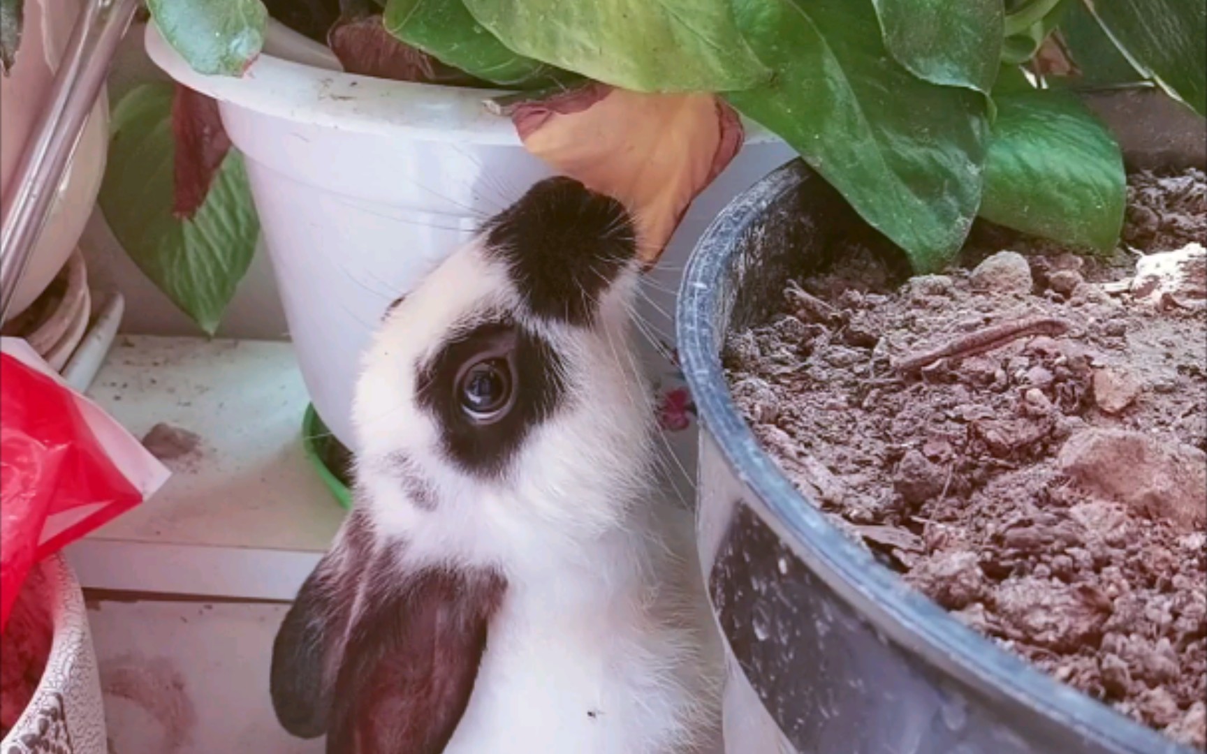 猪仔觅食_哔哩哔哩_bilibili