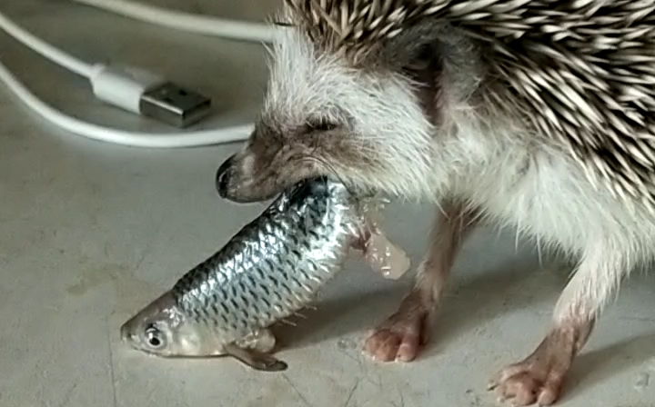 小刺猬吃鱼咯
