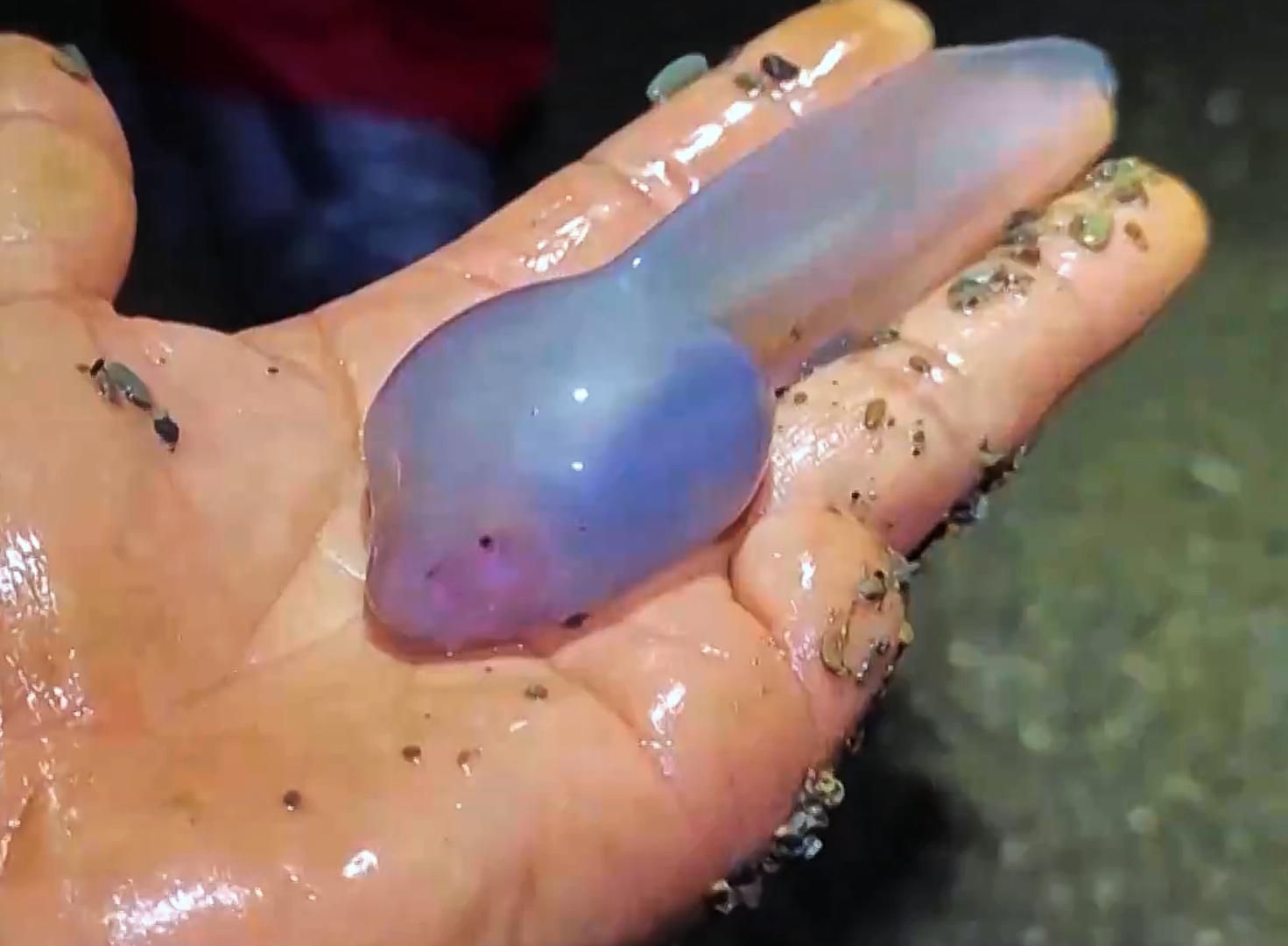 重庆发现罕见巨无霸蝌蚪,身体透明可见内脏,是哪种神奇生物的幼体?