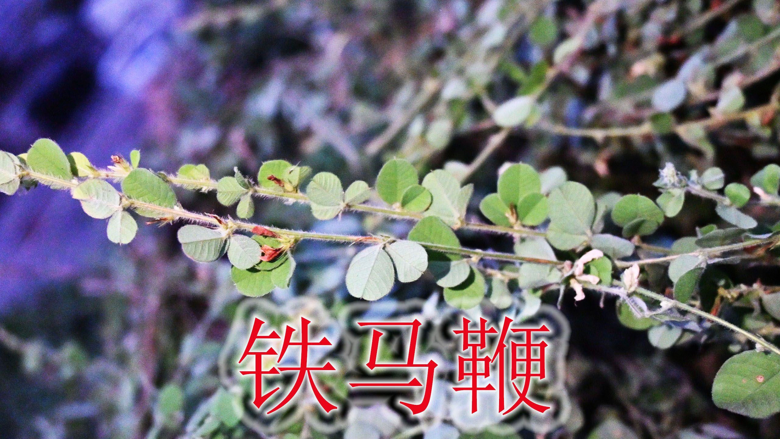 铁马鞭名始载“名医别录”,植物俗称“野花生”,大家是否认识?哔哩哔哩bilibili