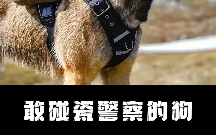 [图]全网唯一一只敢碰瓷警察的狗，还混成了警犬！