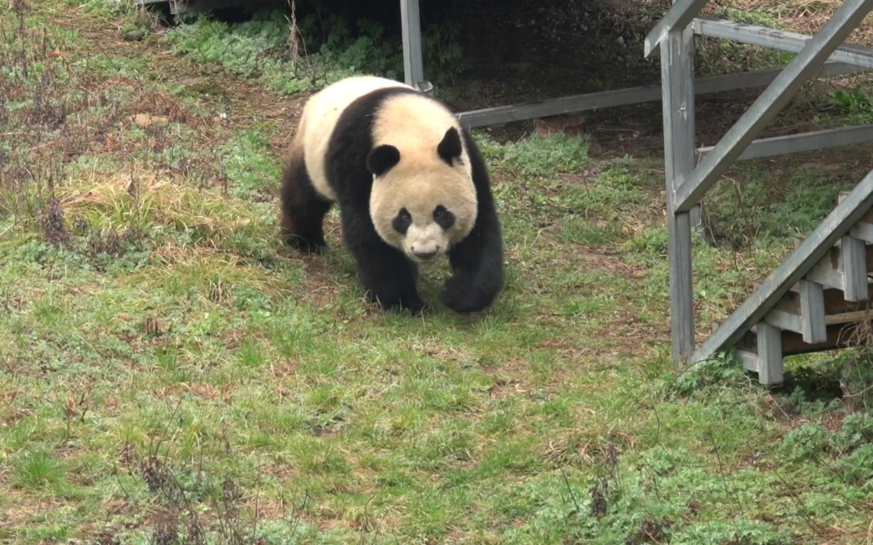 大熊猫秦华74找到一个巡场的小口罩