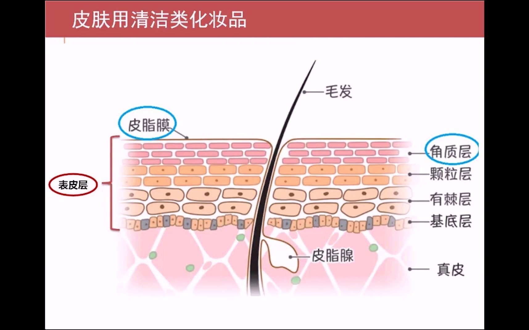 化妆品安全 || 皮肤用清洁类化妆品哔哩哔哩bilibili