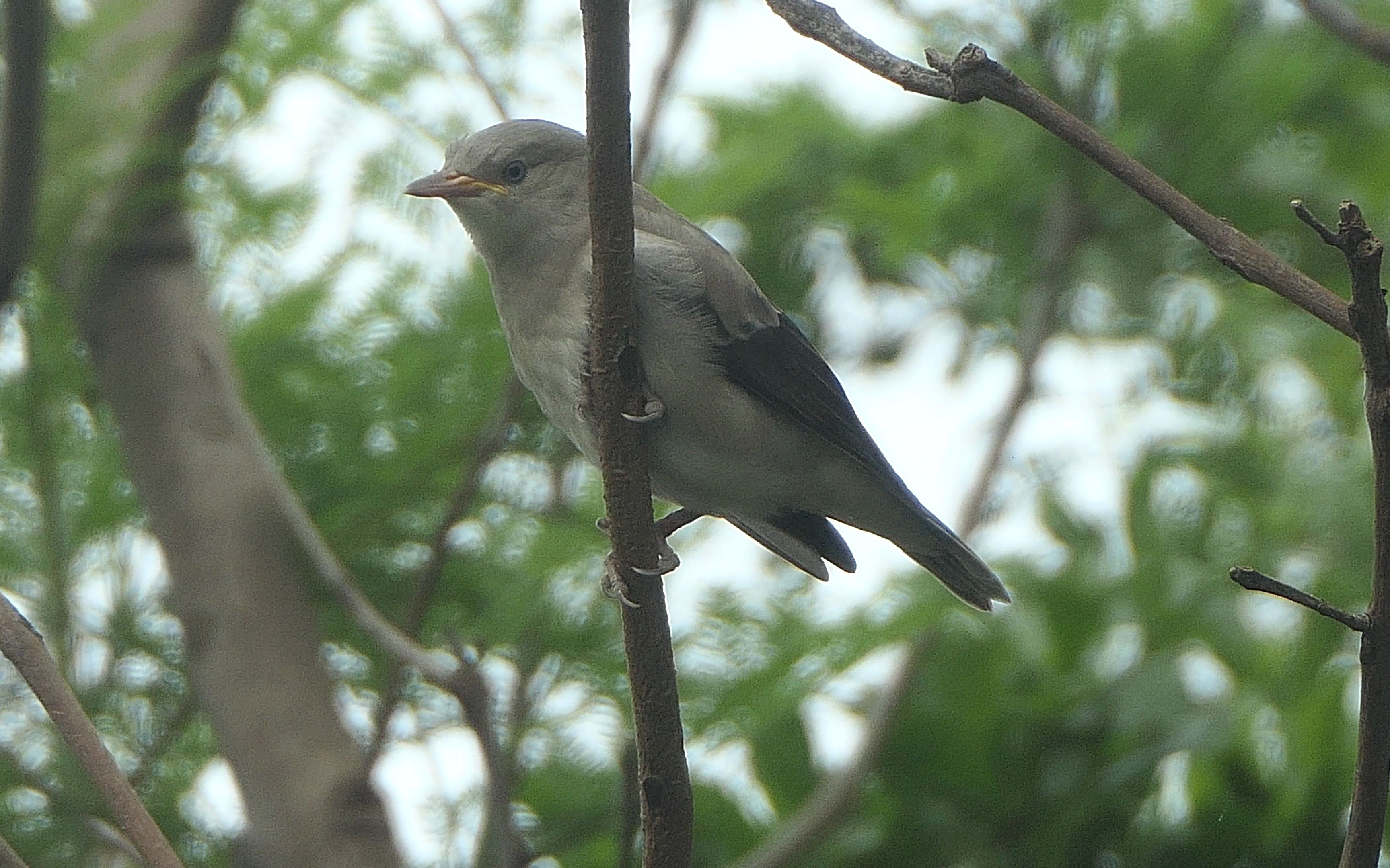 灰背椋鸟幼鸟鸣叫!