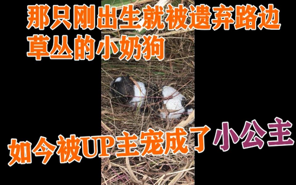 [图]那只刚出生就被遗弃路边草丛的小奶狗，如今被UP主宠成了小公主——Panda情况更新。愿人人都能善待狗狗！