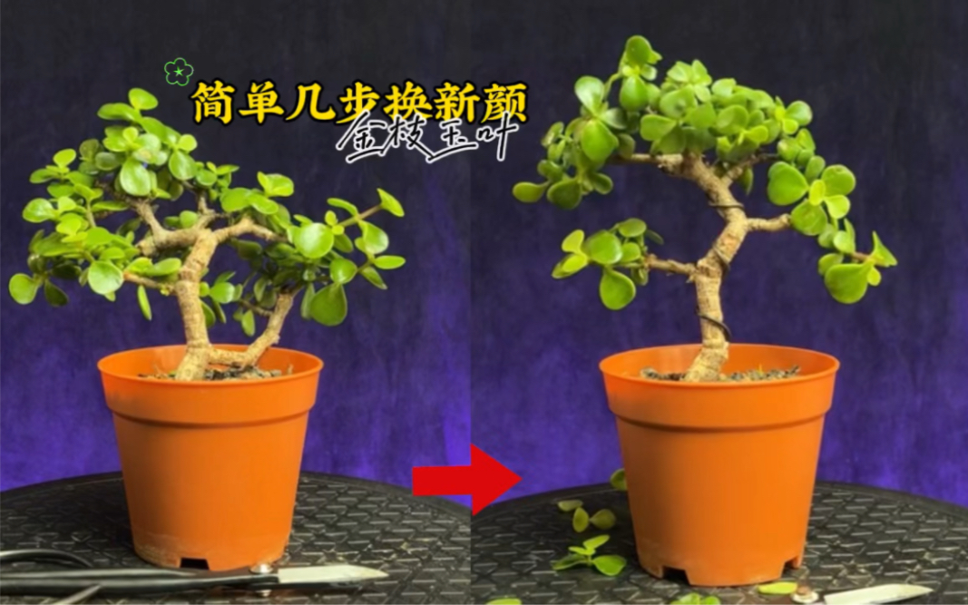 金枝玉叶盆景,简单几步就能大变样