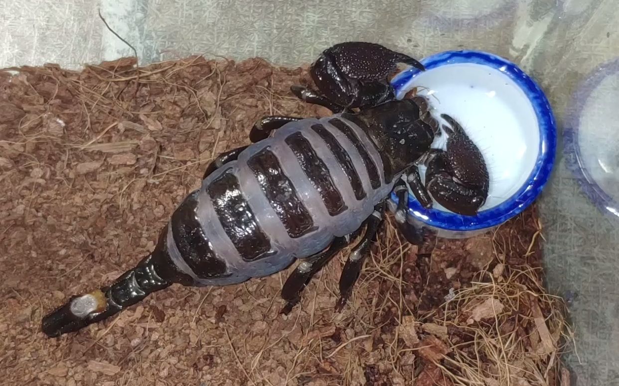 蝎子喝水可真是太可爱了!