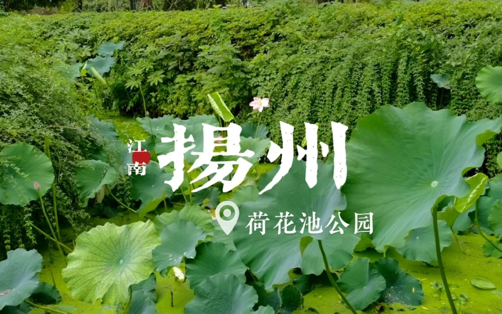 扬州:荷花池公园哔哩哔哩bilibili