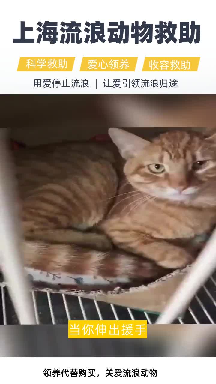 上海闵行区宠物猪领养站 #上海松江区流浪宠物收容基地 #上海市兔子领养 #上海静安区奶猫帮助中心 #上海嘉定区奶狗领养基地 #上海宝山区宠物收养中心...