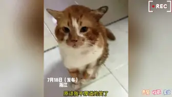 Descargar video: 小猫因太社恐，被男主人带出门兜风，结果路滑栽到沟里一脸无奈