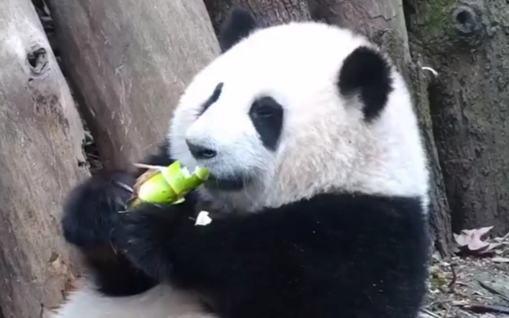 国宝熊猫"干饭要快 姿势要帅"