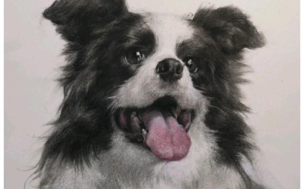 牧羊犬素描图片