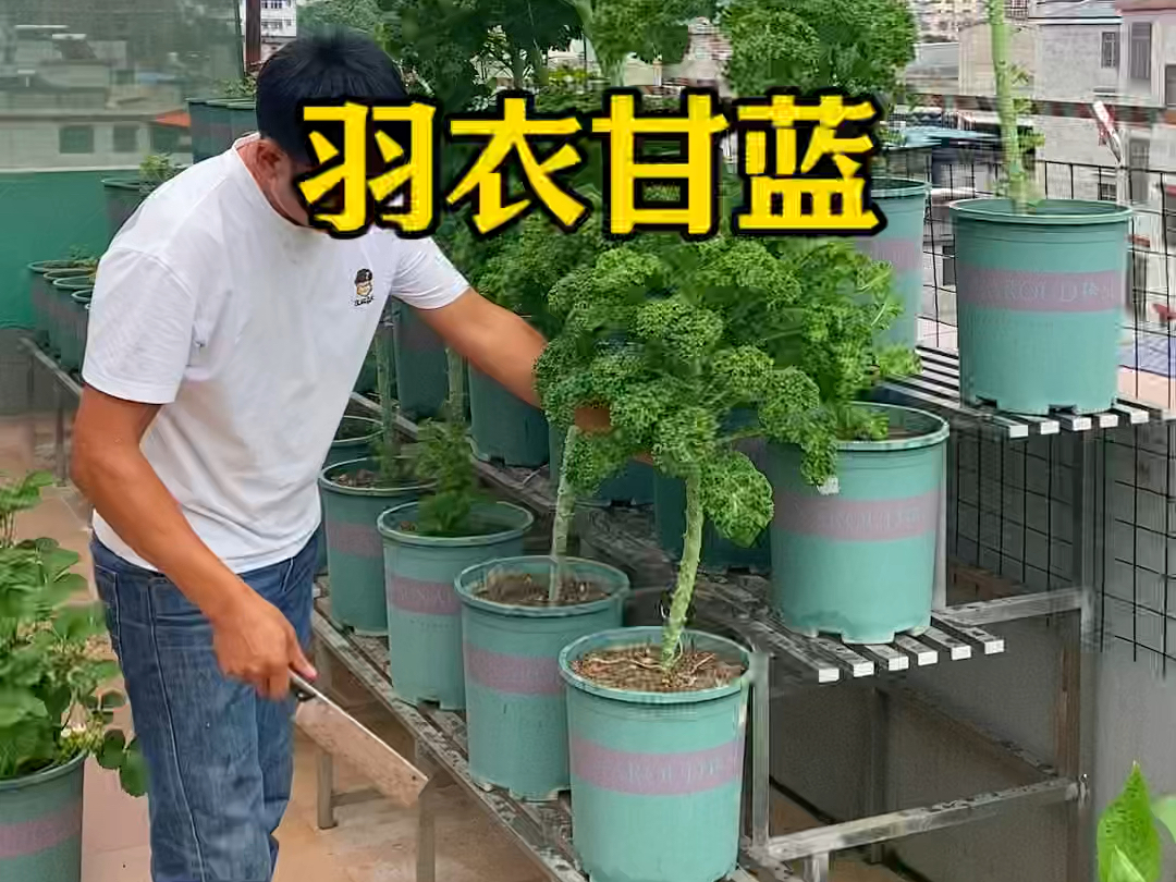 这样的羽衣甘蓝这个季节就能种,你也种些吧哔哩哔哩bilibili