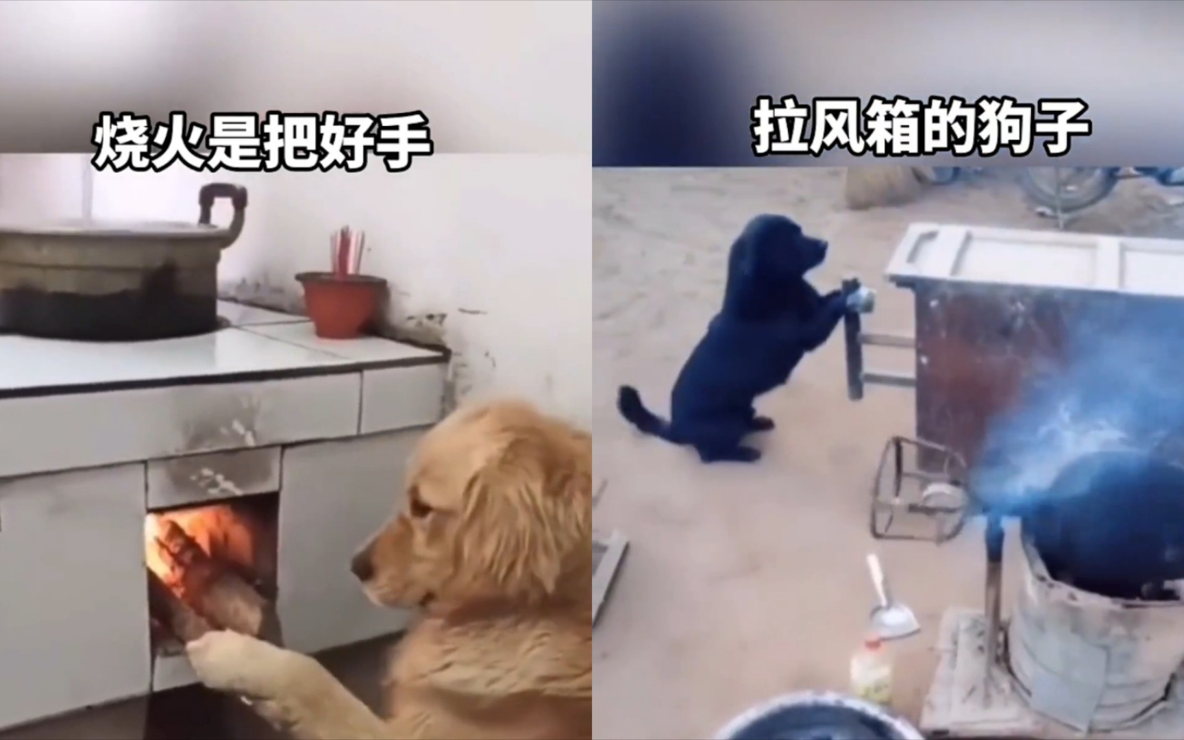 [图]穷人家的狗子🐶早当家！讲究的就是个心意！😂