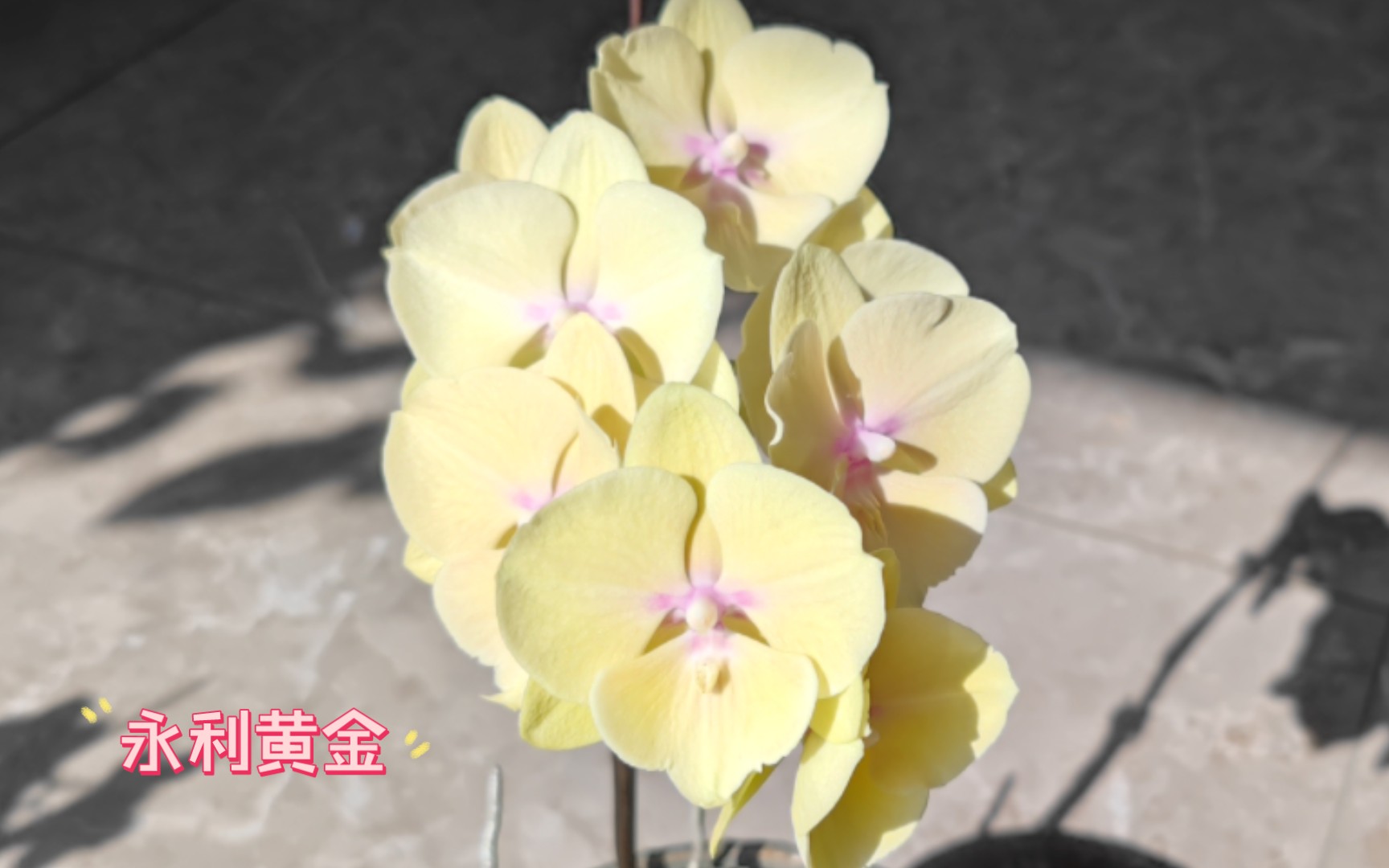 蝴蝶兰 永利黄金