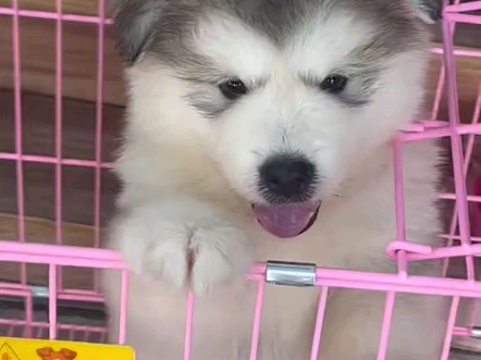 熊版灰桃阿拉斯加犬