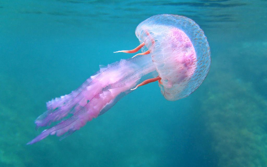 致命毒动物排行榜 第2位 世界上毒性最强的海洋生物