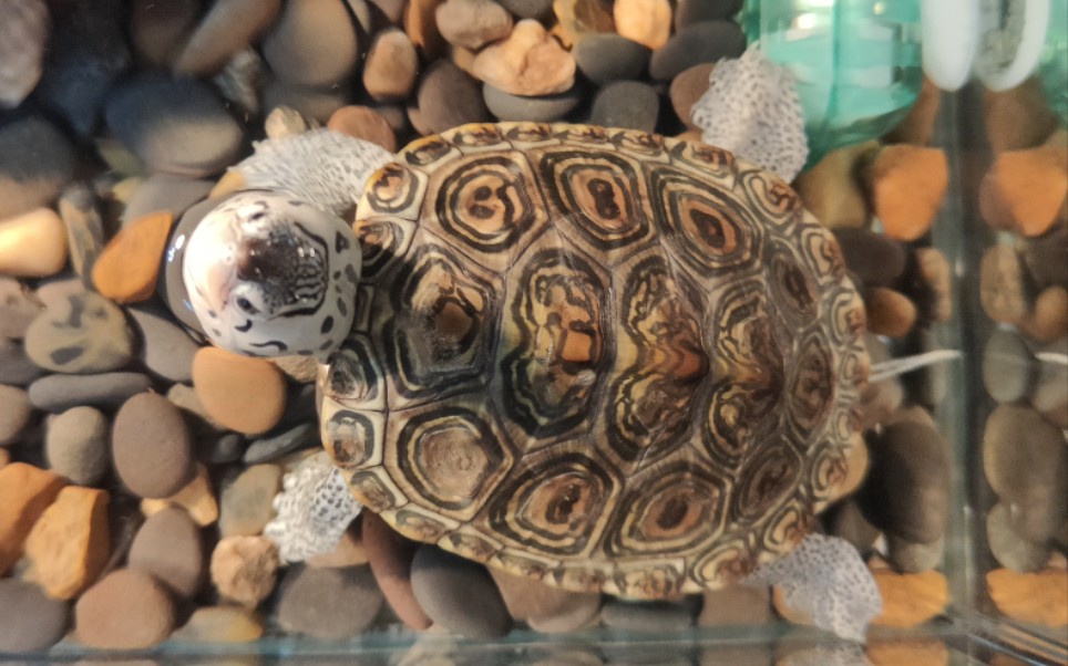 美国北卡罗来纳州大钻纹龟(北部大花钻)