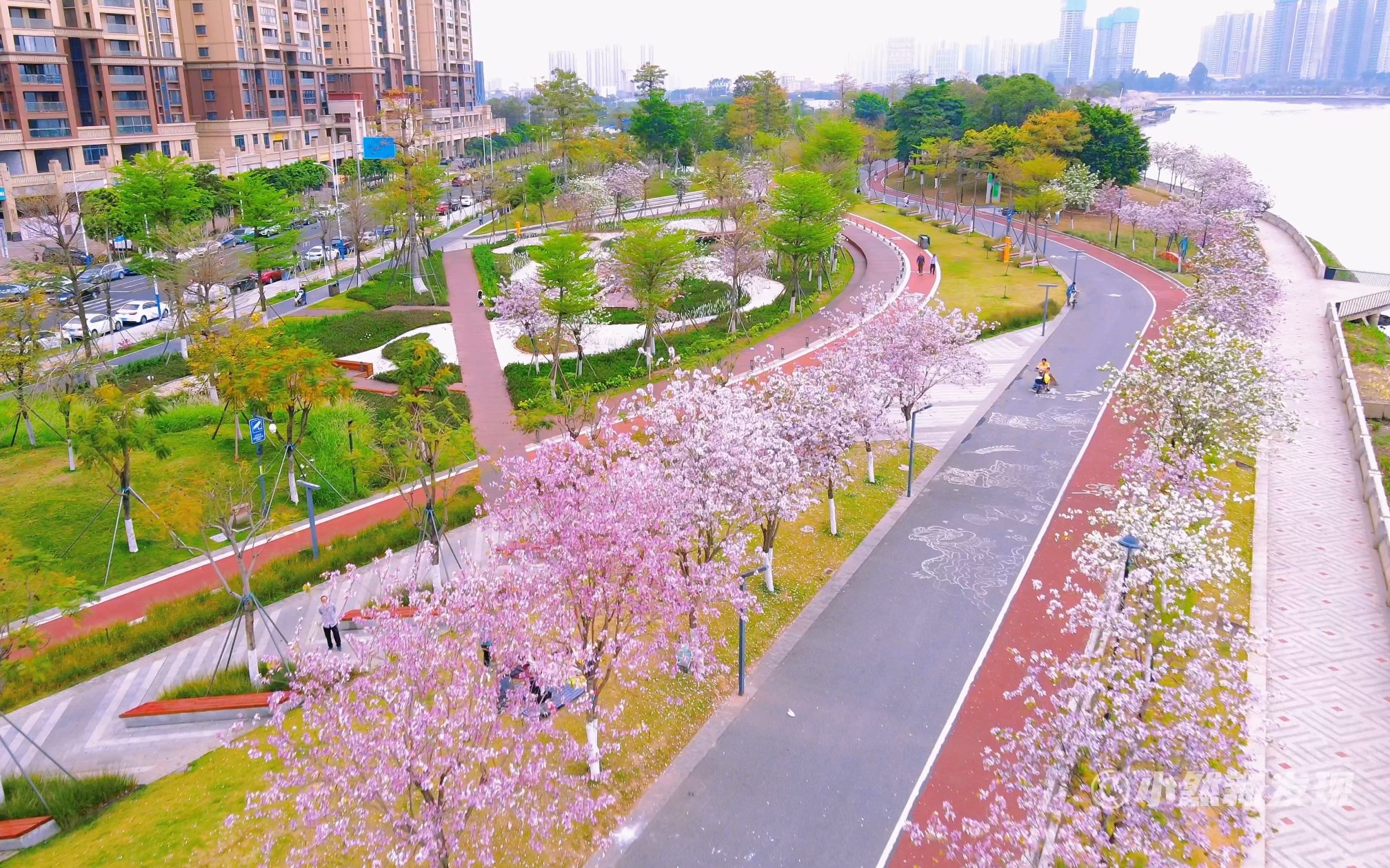 看紫荆花不一定要去广州海珠湿地公园,佛山南海滨江公园也有绵延两公里的紫荆花景观绿道,关键还免费!哔哩哔哩bilibili