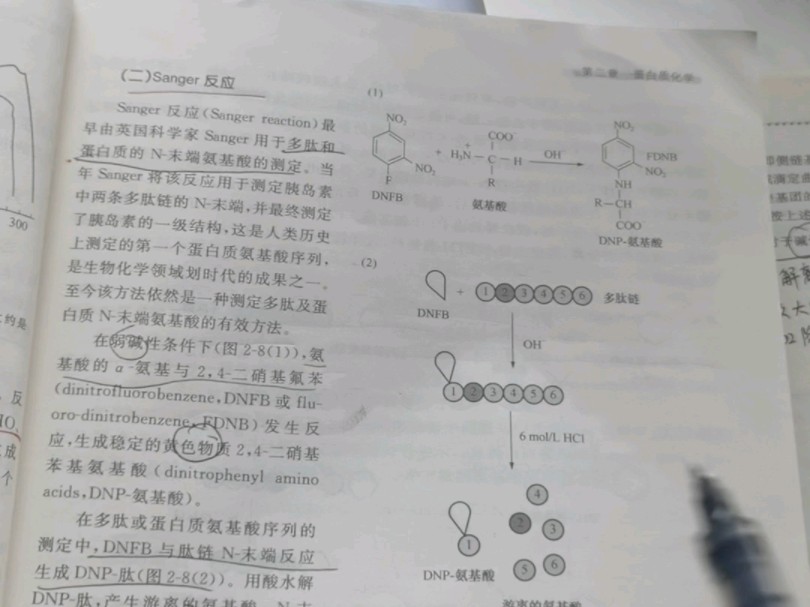 生物化学 氨基酸的化学反应sanger反应和Edman反应哔哩哔哩bilibili