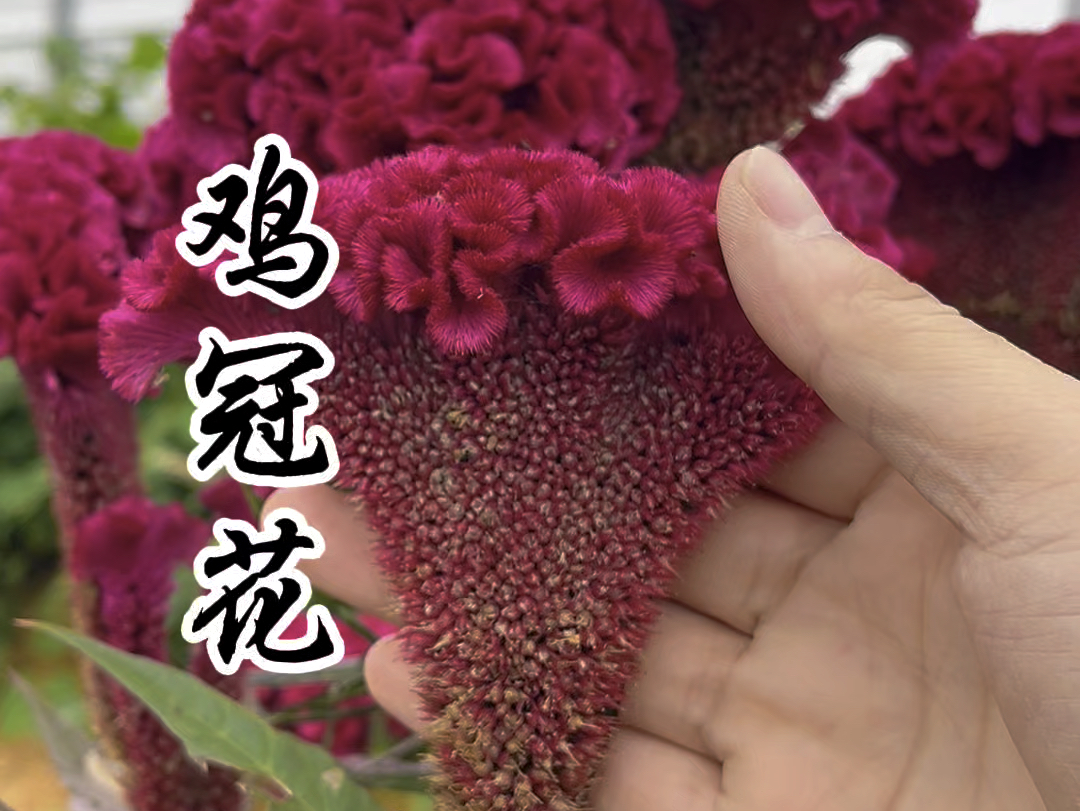 鸡冠花,一种对女性非常友好的神奇植物!哔哩哔哩bilibili