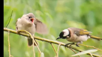 Скачать видео: 别吵了！有在努力了…