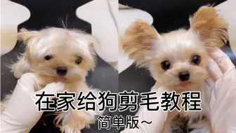 如何给小狗修圆圆脸和米奇耳（家庭版教程）