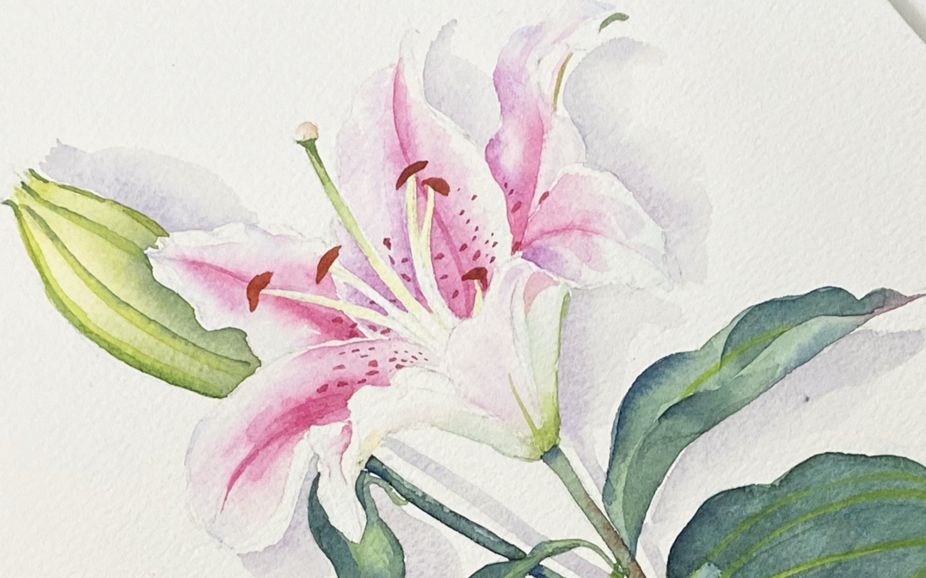 水彩入门教程第四十八份|一枝百合花