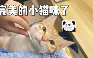 猫谷花火 哔哩哔哩 Bilibili