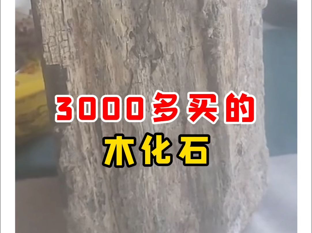 【微拍堂】3000多买的木化石哔哩哔哩bilibili