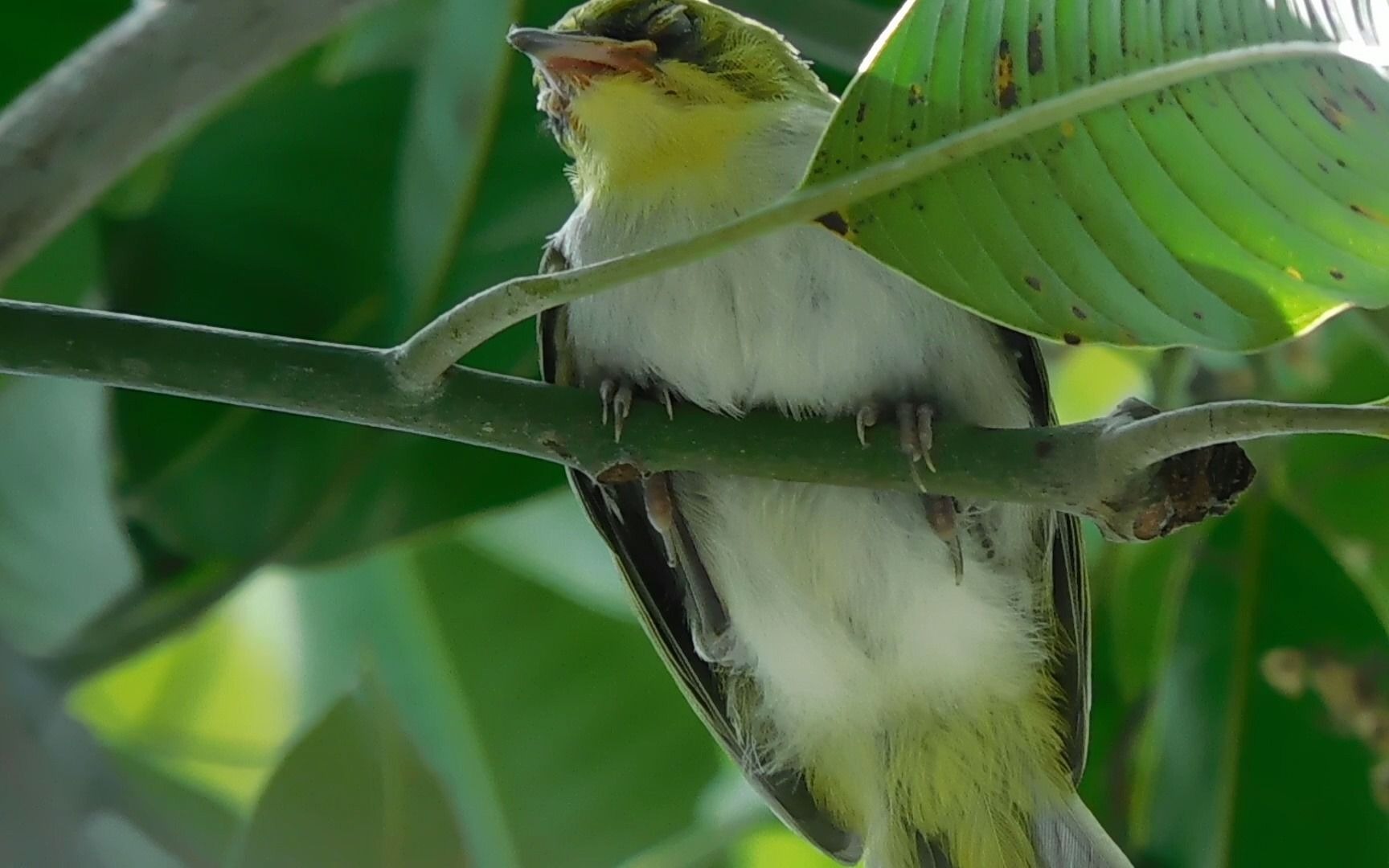 睡觉的绣眼宝宝