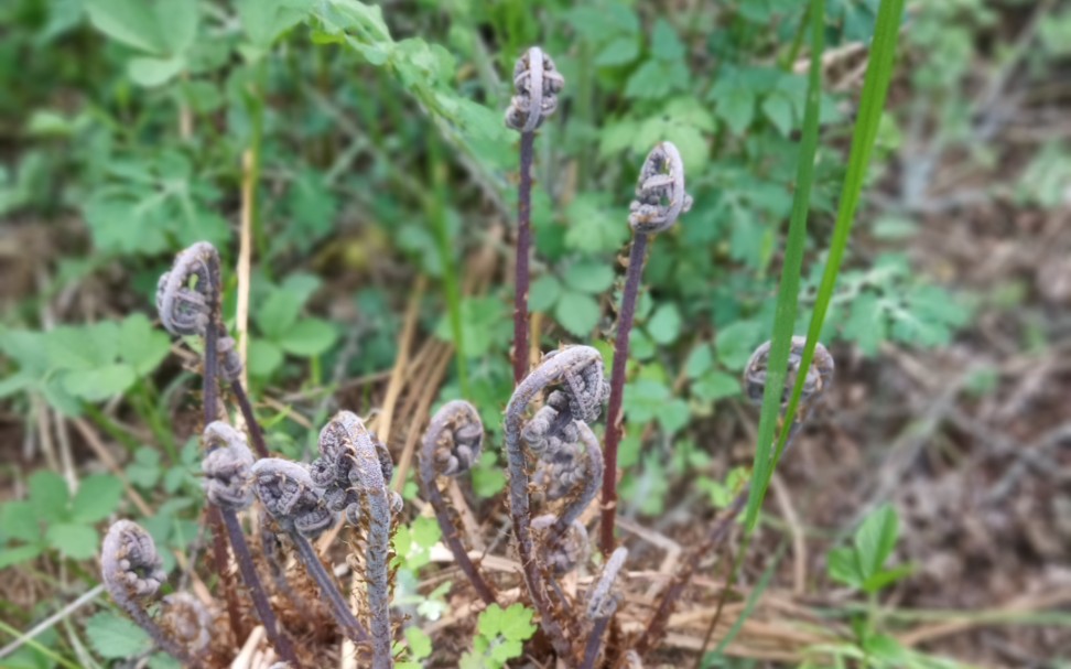 活动作品猴子腿儿