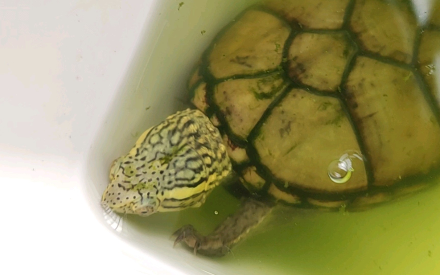 【头盔泥龟】温度降不下去,疯狂讨食