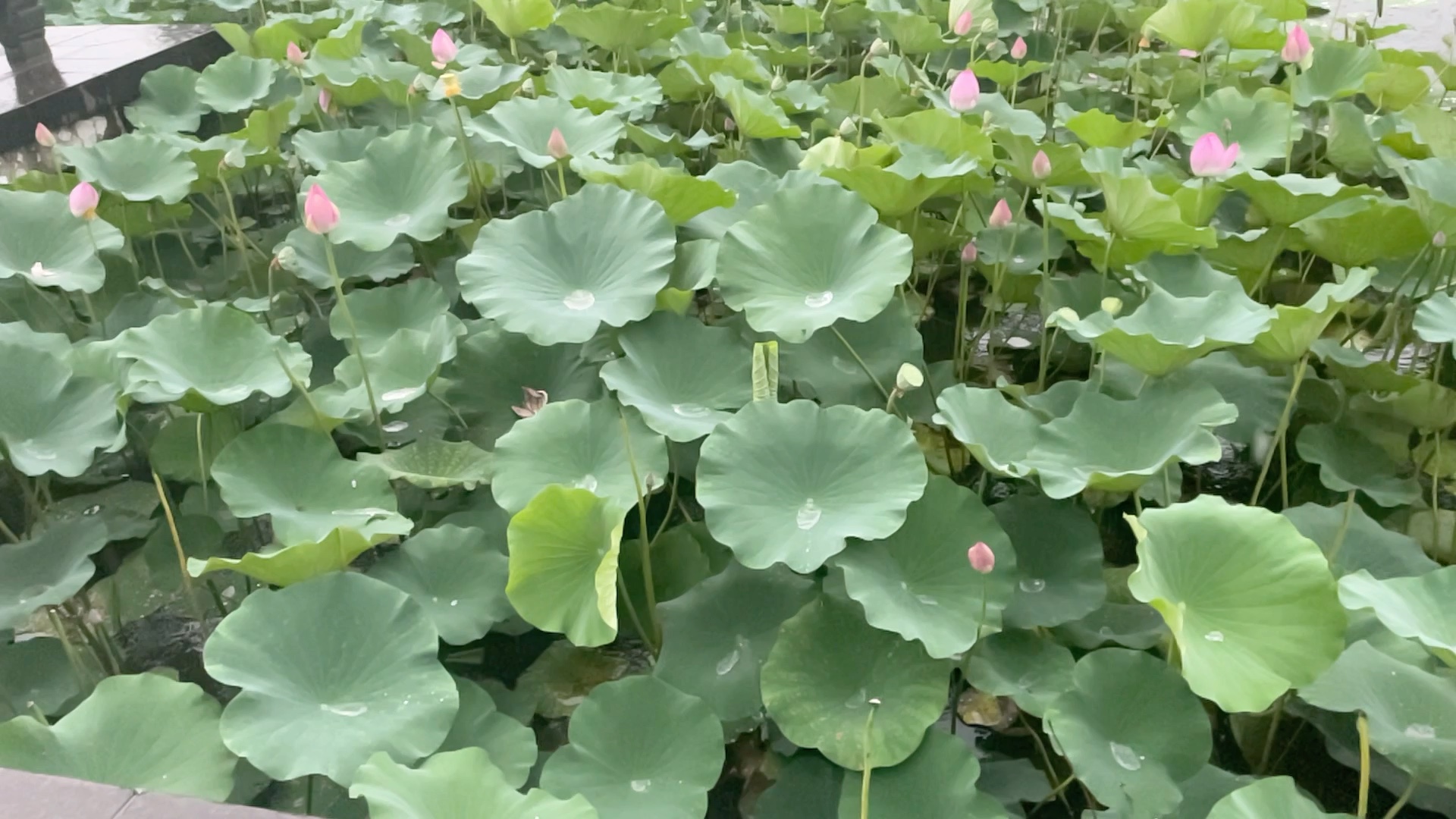 [图]雨中赏荷别有一般风趣